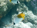   double saddle butterfly fish hanging  
